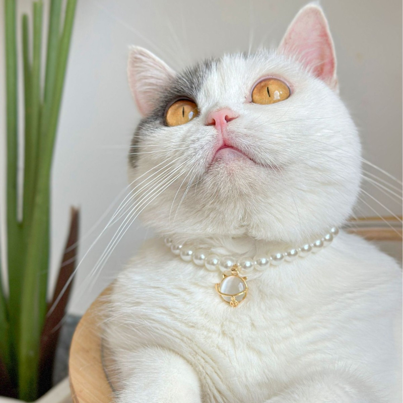 Colier pentru animale Peg Kitten cu perle, stil prințesă Quinn, stratificat retro, pentru pisici și câini (Brand: Peg Kitten; Material: Perle; Potrivit pentru uz general)