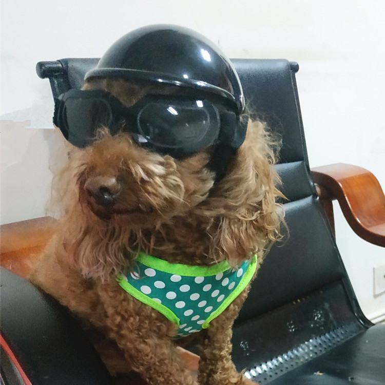 Casca pentru animale de companie – pisici și câini mici până la medii – Material plastic; Utilizare generală; Potrivită pentru toate cele patru anotimpuri; Fără import; Fără licență IP