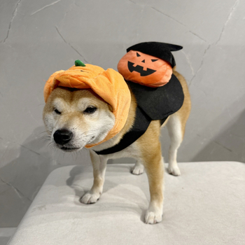 Трансформационен костюм за домашни любимци с шапка призрак тиква - полиестер, за котки и кучета, универсален