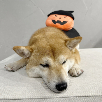 Трансформационен костюм за домашни любимци с шапка призрак тиква - полиестер, за котки и кучета, универсален