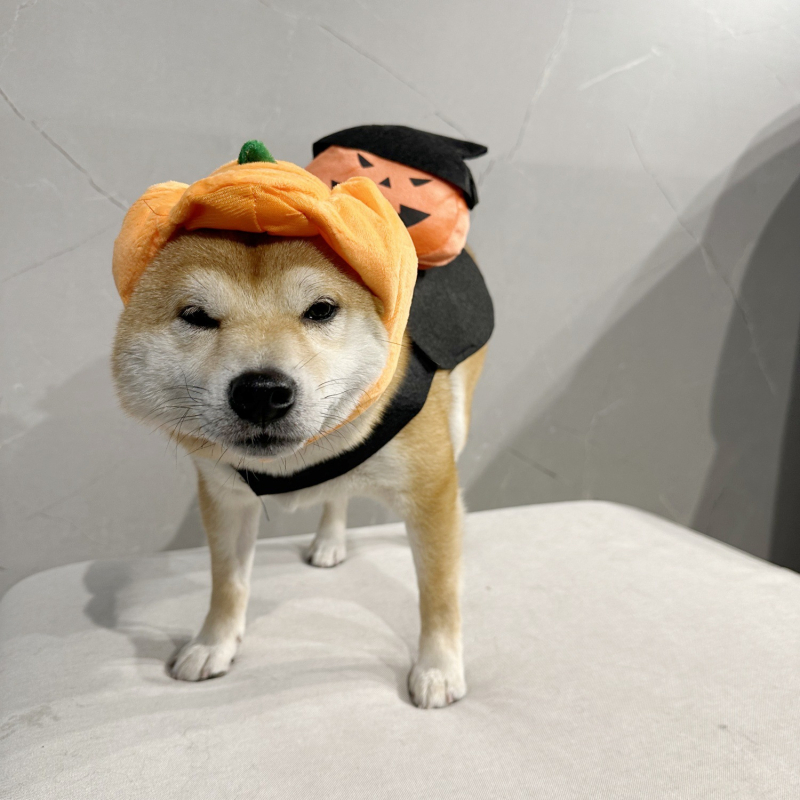 Трансформационен костюм за домашни любимци с шапка призрак тиква - полиестер, за котки и кучета, универсален