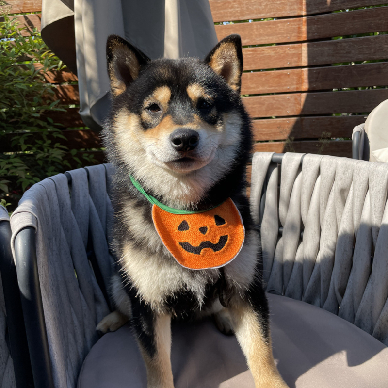 Трансформационен костюм за домашни любимци с шапка призрак тиква - полиестер, за котки и кучета, универсален