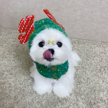 Kutyáknak szóló háziállat-sapka pomponnal, mintázat Color Splice, velúr fonal, szövött twill, jacquard, téli viselet