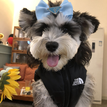 Accesoriu nylon pentru capul câinelui cu papion – utilizare generală, cadou pentru prieten, copil sau coleg de clasă