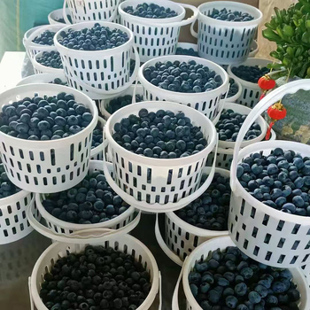 Coș circular din plastic pentru fructe cu capac, mâner, model DY-002