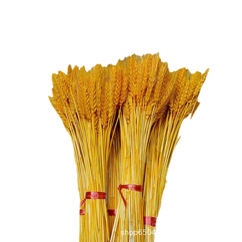 Боядисан изсушен букет от ечемик, 100 стъбла в пакет, за сватби и дълготрайна декорация