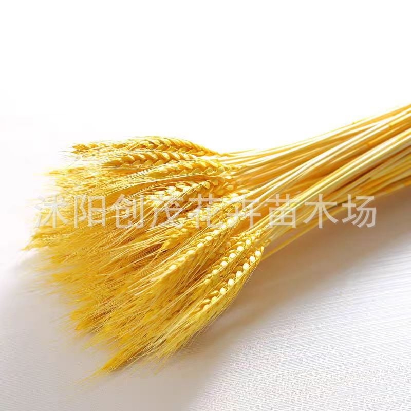 Боядисан изсушен букет от ечемик, 100 стъбла в пакет, за сватби и дълготрайна декорация