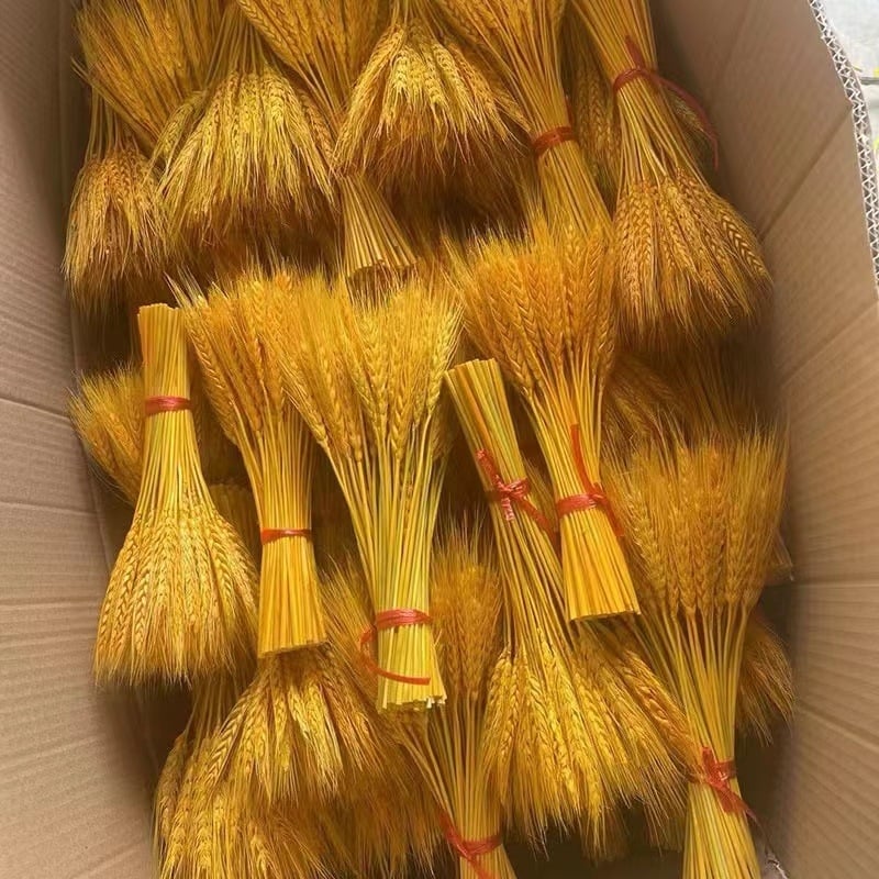 Боядисан изсушен букет от ечемик, 100 стъбла в пакет, за сватби и дълготрайна декорация