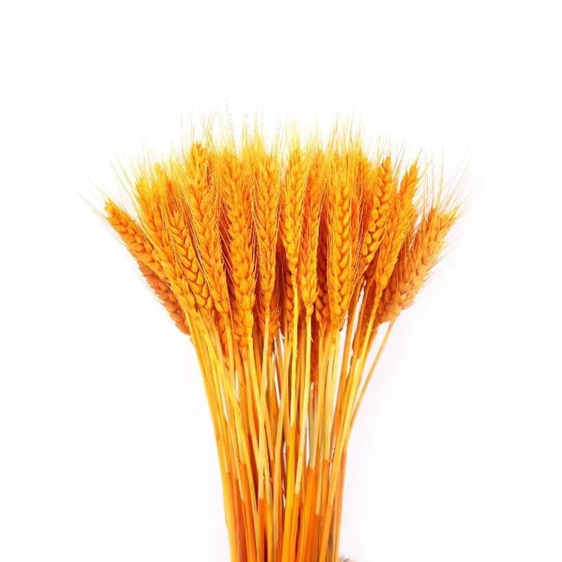 Боядисан изсушен букет от ечемик, 100 стъбла в пакет, за сватби и дълготрайна декорация