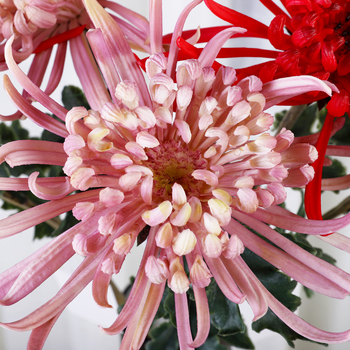 Crizantemă artificială din plastic moale – PVC și adeziv moale, turnare prin injecție, ramură unică, decor interior