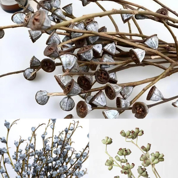 Сухи цветя за занаяти – евкалиптов плод, занаят: друго, марка Huakexin