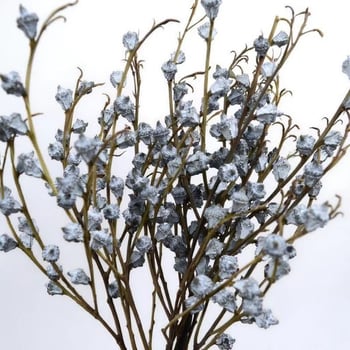 Сухи цветя за занаяти – евкалиптов плод, занаят: друго, марка Huakexin