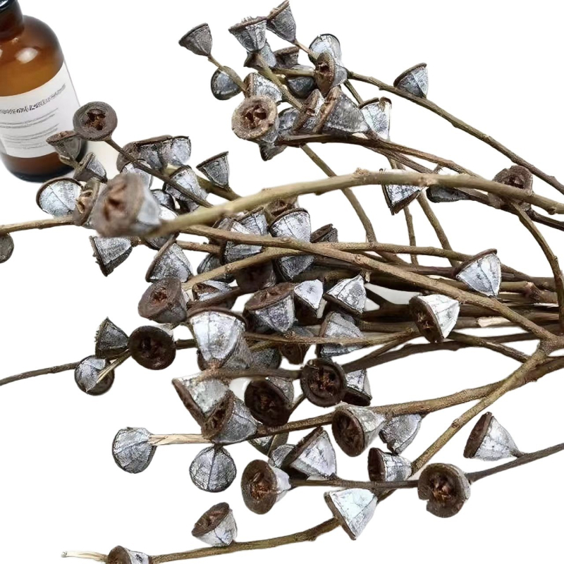 Сухи цветя за занаяти – евкалиптов плод, занаят: друго, марка Huakexin