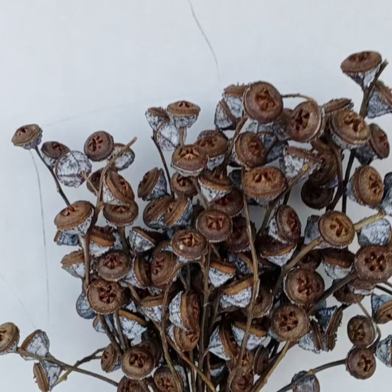 Сухи цветя за занаяти – евкалиптов плод, занаят: друго, марка Huakexin