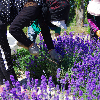Levendula szirmok, kiváló minőségű szárított levendula, szárított levél erek, töltéshez párnákhoz, tömeges csomagolás
