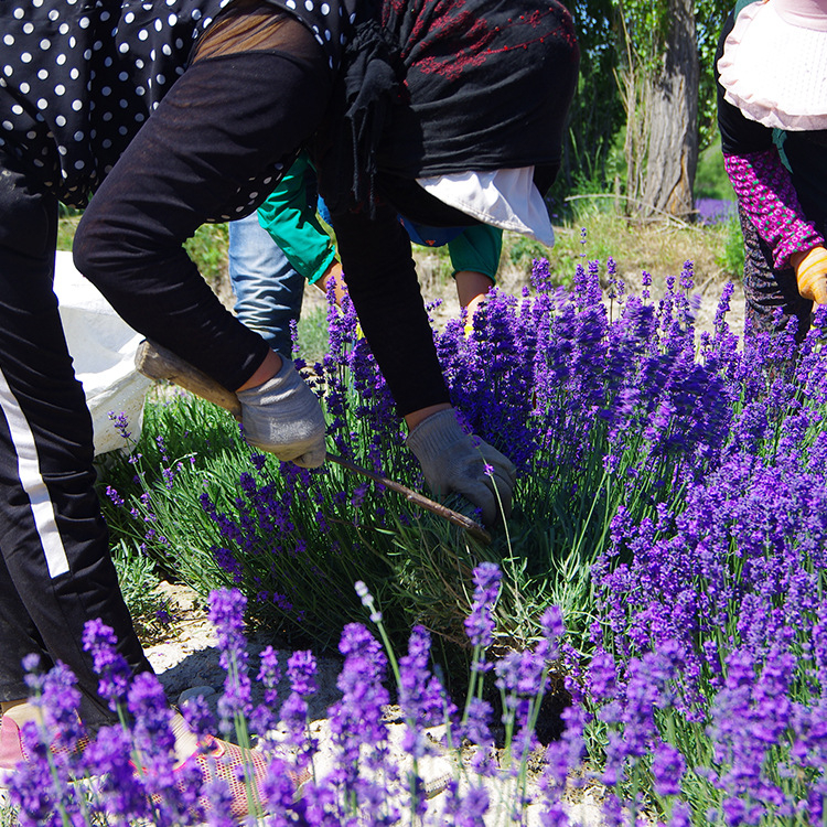 Levendula szirmok, kiváló minőségű szárított levendula, szárított levél erek, töltéshez párnákhoz, tömeges csomagolás