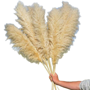 Kuivatatud pampasheinapuok kodu ja pulmade dekoratsioonideks; pakendatud kotis või karbis; kaubamärk Diancaofang