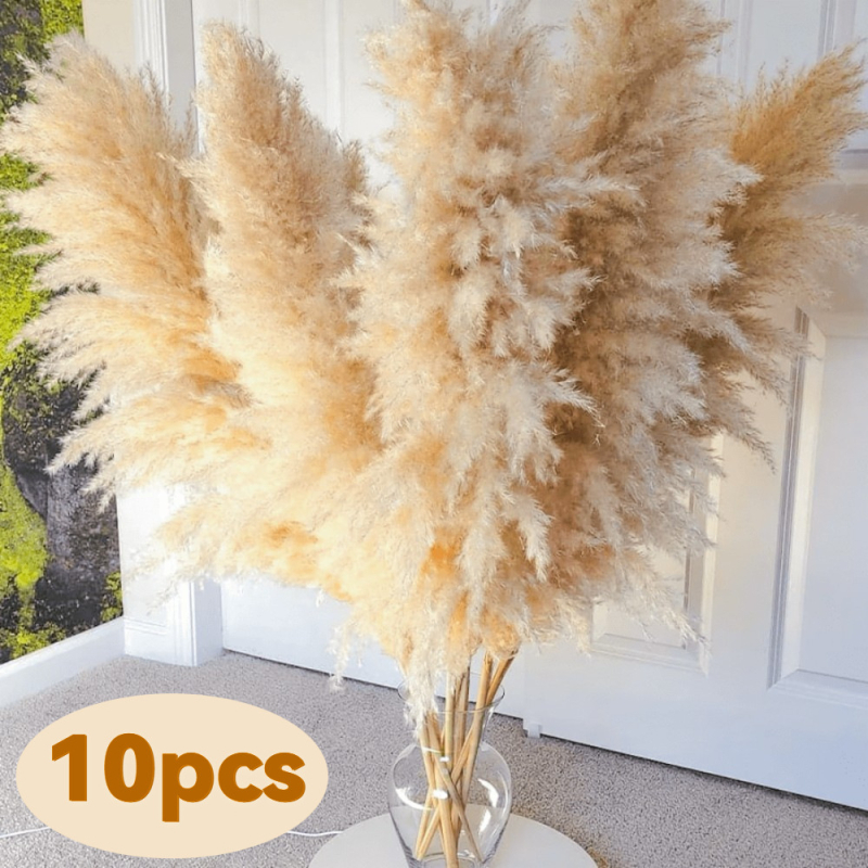 Kuivatatud pampasheinapuok kodu ja pulmade dekoratsioonideks; pakendatud kotis või karbis; kaubamärk Diancaofang