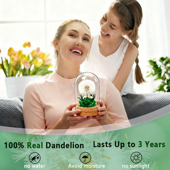 Данделион запазено цвете под стъклен купол - готов за подарък, сувенир