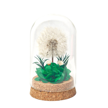 Данделион запазено цвете под стъклен купол - готов за подарък, сувенир
