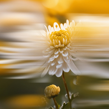 Kamerához készült filterprizma – kézben tartható, kettős árnyék, egyetlen tartó, modell Sclj31