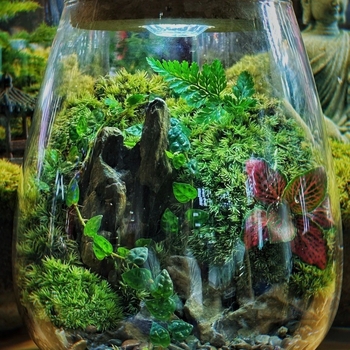 Stiklinis samanų terarijus ant stalo biurui – kraštovaizdžio akvariumo dekorui svetainei (Medžiaga: Kita; Rodymo būdas: Kita; Importas: Ne; Pakuotė: Peržiūrėkite detales)