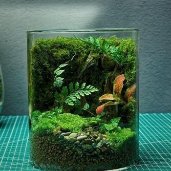 Stiklinis samanų terarijus ant stalo biurui – kraštovaizdžio akvariumo dekorui svetainei (Medžiaga: Kita; Rodymo būdas: Kita; Importas: Ne; Pakuotė: Peržiūrėkite detales)