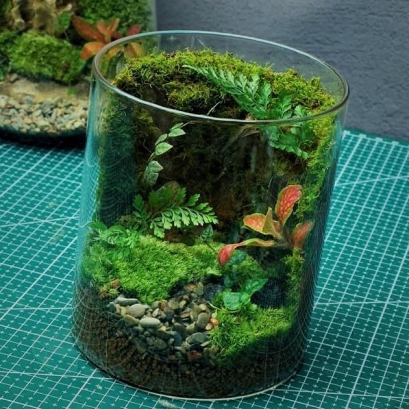 Stiklinis samanų terarijus ant stalo biurui – kraštovaizdžio akvariumo dekorui svetainei (Medžiaga: Kita; Rodymo būdas: Kita; Importas: Ne; Pakuotė: Peržiūrėkite detales)