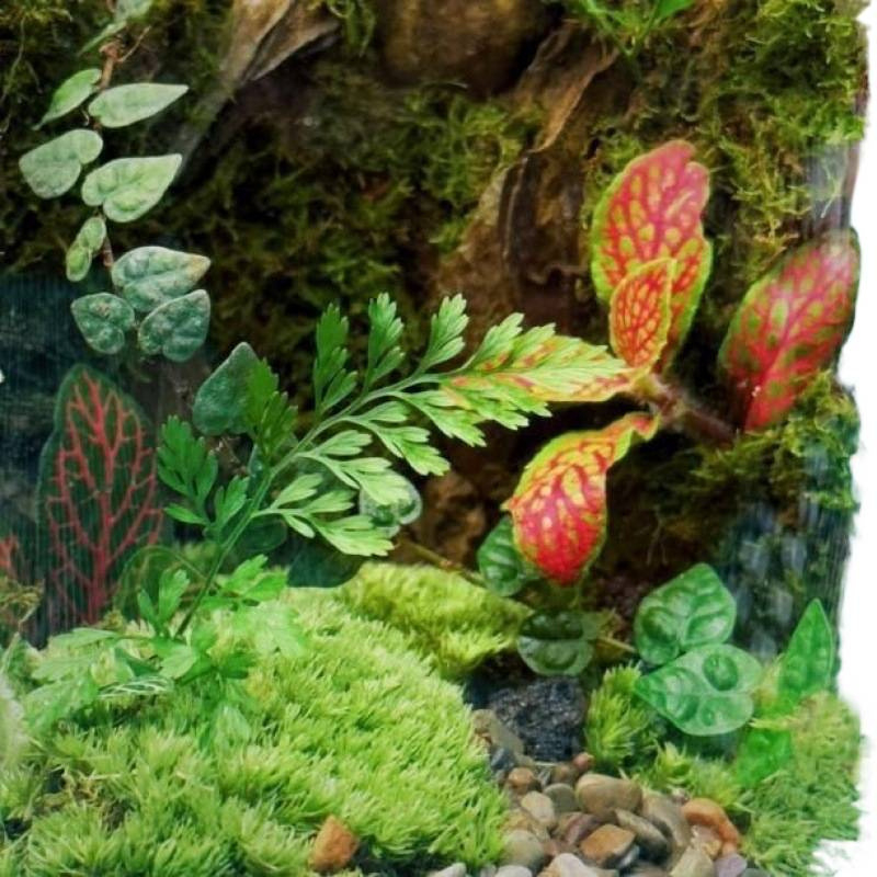 Stiklinis samanų terarijus ant stalo biurui – kraštovaizdžio akvariumo dekorui svetainei (Medžiaga: Kita; Rodymo būdas: Kita; Importas: Ne; Pakuotė: Peržiūrėkite detales)