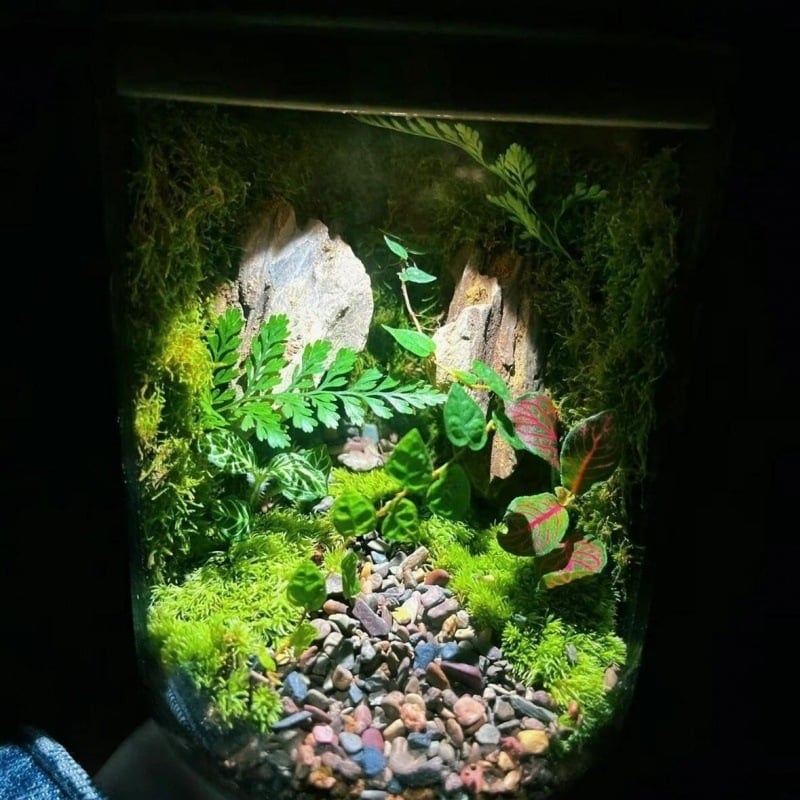 Stiklinis samanų terarijus ant stalo biurui – kraštovaizdžio akvariumo dekorui svetainei (Medžiaga: Kita; Rodymo būdas: Kita; Importas: Ne; Pakuotė: Peržiūrėkite detales)