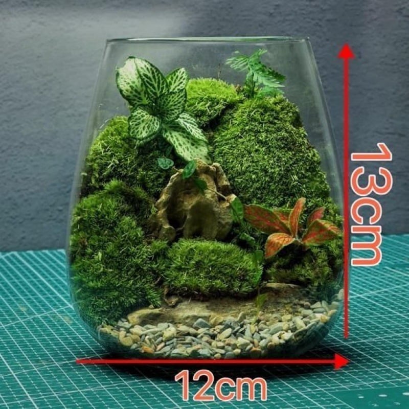 Stiklinis samanų terarijus ant stalo biurui – kraštovaizdžio akvariumo dekorui svetainei (Medžiaga: Kita; Rodymo būdas: Kita; Importas: Ne; Pakuotė: Peržiūrėkite detales)