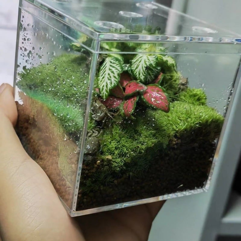 Stiklinis samanų terarijus ant stalo biurui – kraštovaizdžio akvariumo dekorui svetainei (Medžiaga: Kita; Rodymo būdas: Kita; Importas: Ne; Pakuotė: Peržiūrėkite detales)