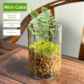 Peisaj mini cu mușchi într-o sticlă cu ghiveci, formă de tort, ecologic, lucrat manual