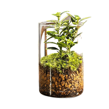 Peisaj mini cu mușchi într-o sticlă cu ghiveci, formă de tort, ecologic, lucrat manual