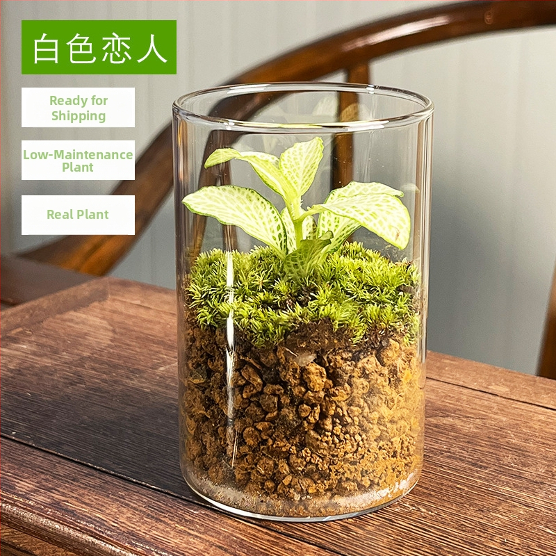 Peisaj mini cu mușchi într-o sticlă cu ghiveci, formă de tort, ecologic, lucrat manual