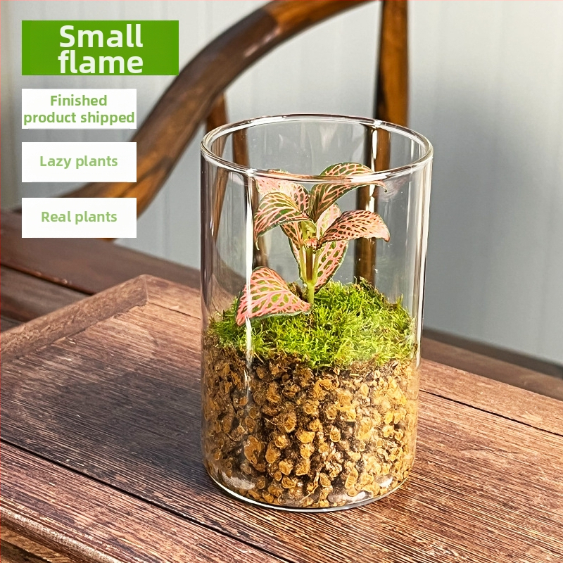 Peisaj mini cu mușchi într-o sticlă cu ghiveci, formă de tort, ecologic, lucrat manual
