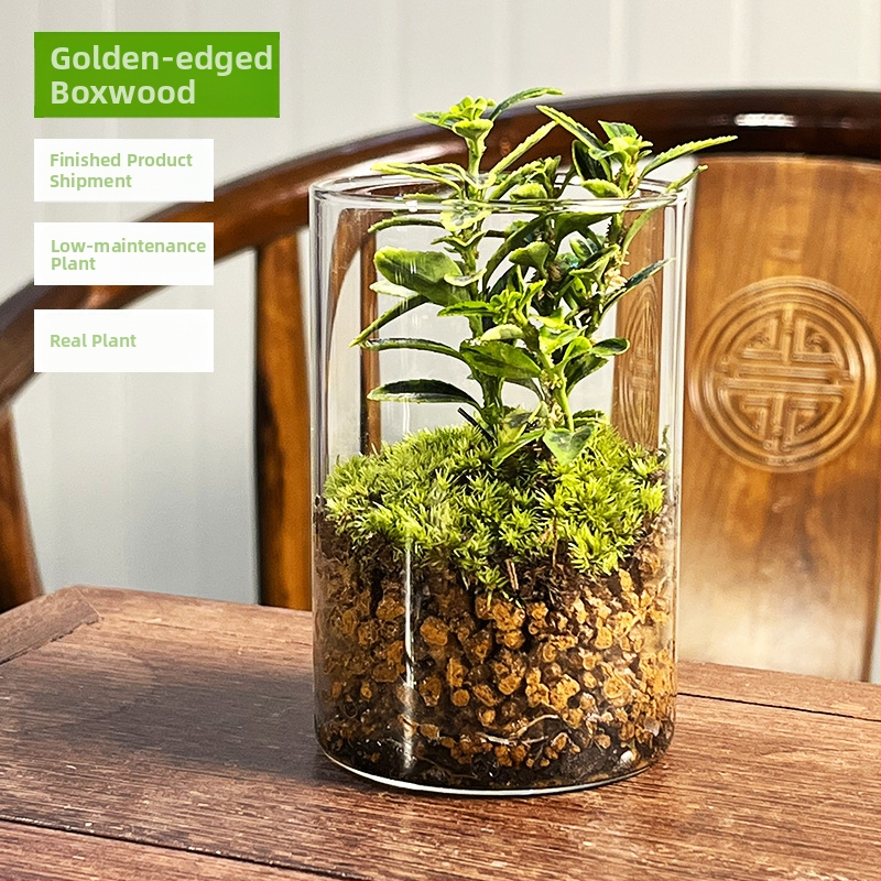 Peisaj mini cu mușchi într-o sticlă cu ghiveci, formă de tort, ecologic, lucrat manual