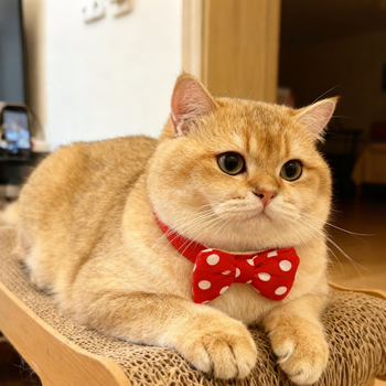 Háziállat-sál és bib monokróm mintával, öntapadós Velcro, univerzális illeszkedés, lezser stílus