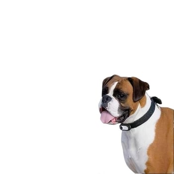 Камера за нашийник на домашни любимци сензорен екран, 8MP, оптично увеличение 3x, перископна леща, 2GB вътрешна памет