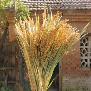 Διάκοσμητικό με αυτιά ρυζιού και αποξηραμένα άνθη για γάμους, φωτογραφικά σκηνικά και διακόσμηση σπιτιού