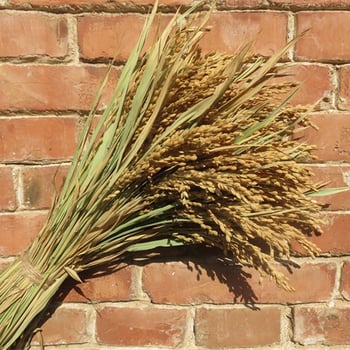 Διάκοσμητικό με αυτιά ρυζιού και αποξηραμένα άνθη για γάμους, φωτογραφικά σκηνικά και διακόσμηση σπιτιού