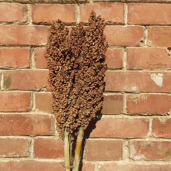 Διάκοσμητικό με αυτιά ρυζιού και αποξηραμένα άνθη για γάμους, φωτογραφικά σκηνικά και διακόσμηση σπιτιού