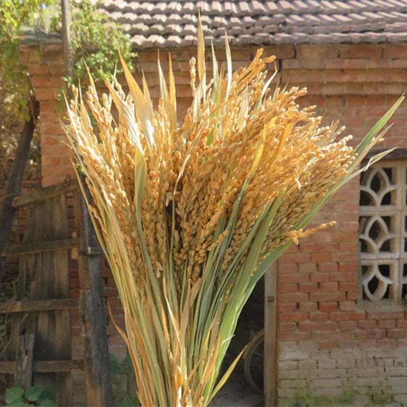 Διάκοσμητικό με αυτιά ρυζιού και αποξηραμένα άνθη για γάμους, φωτογραφικά σκηνικά και διακόσμηση σπιτιού