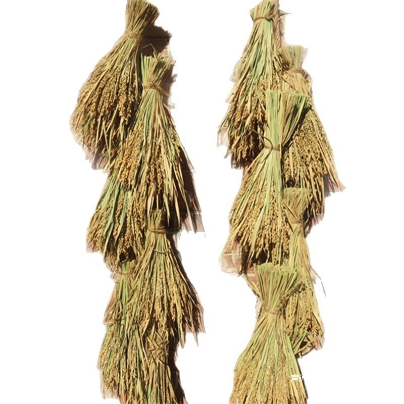 Διάκοσμητικό με αυτιά ρυζιού και αποξηραμένα άνθη για γάμους, φωτογραφικά σκηνικά και διακόσμηση σπιτιού