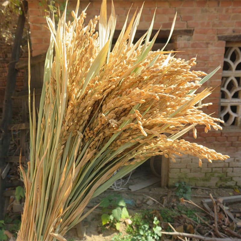 Διάκοσμητικό με αυτιά ρυζιού και αποξηραμένα άνθη για γάμους, φωτογραφικά σκηνικά και διακόσμηση σπιτιού