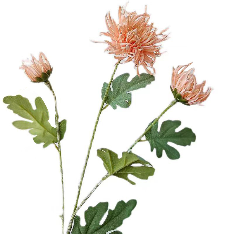 Crab Claw Chrysanthemum saten cvijet, jedna grančica, Daisy sorta; za vjenčanja, vanjske prostore i kućnu dekoraciju; Proces: bojano, reljefno