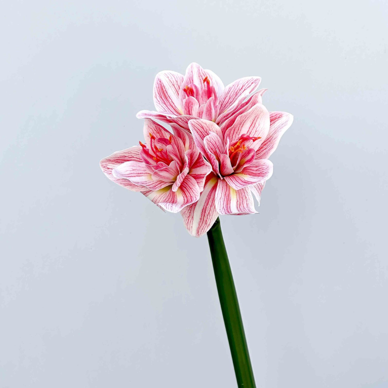 Umjetni Clivia cvijet, PU materijal, Marke Shengshi, Sorte 138007052, Doma dekoracija i rekviziti za fotografiju