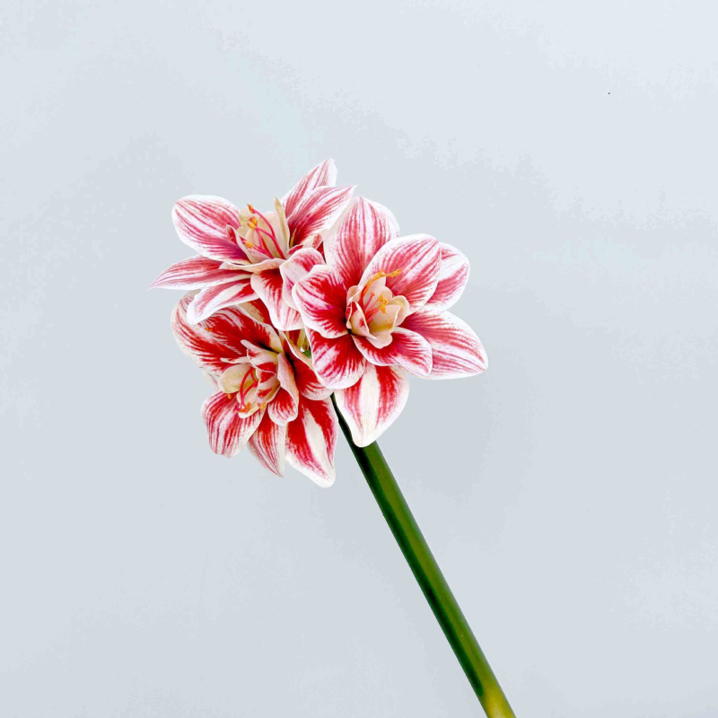 Umjetni Clivia cvijet, PU materijal, Marke Shengshi, Sorte 138007052, Doma dekoracija i rekviziti za fotografiju