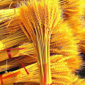 Клонки от пшеница — естествени изсушени цветя, пшенични колоски, без боядисване, за букет