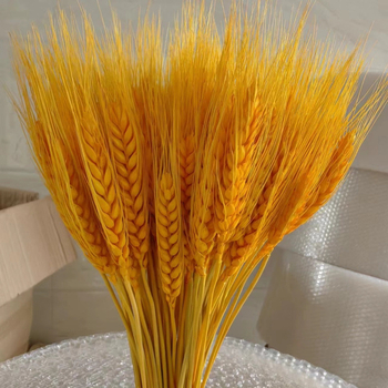 Клонки от пшеница — естествени изсушени цветя, пшенични колоски, без боядисване, за букет